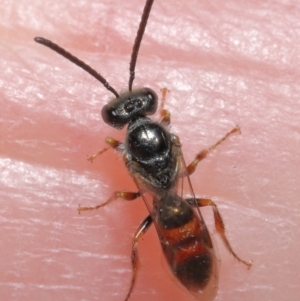 Lasioglossum (Homalictus) punctatus at Acton, ACT - 6 May 2022