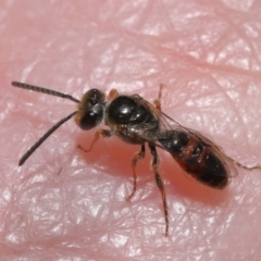 Lasioglossum (Homalictus) punctatus at Acton, ACT - 6 May 2022