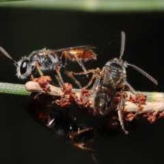 Lasioglossum (Homalictus) punctatus at Acton, ACT - 6 May 2022