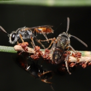 Lasioglossum (Homalictus) punctatum at Acton, ACT - 6 May 2022