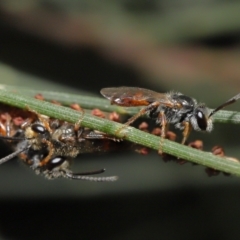 Lasioglossum (Homalictus) punctatum at Acton, ACT - 6 May 2022