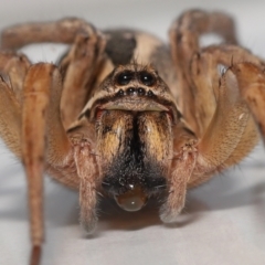 Lycosidae (family) (Wolf spider) at Evatt, ACT - 8 May 2022 by TimL