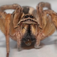 Unidentified Wolf spider (Lycosidae) (TBC) at Evatt, ACT - 8 May 2022 by TimL