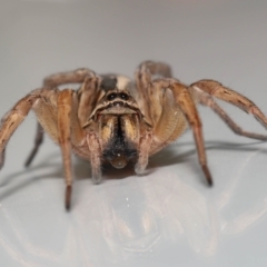 Lycosidae (family) at Evatt, ACT - 8 May 2022 01:46 PM