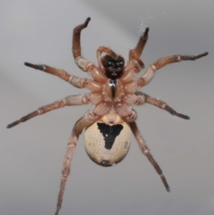 Lycosidae (family) at Evatt, ACT - 8 May 2022 01:46 PM