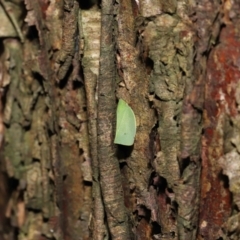 Siphanta acuta at Acton, ACT - 6 May 2022