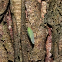 Siphanta acuta at Acton, ACT - 6 May 2022