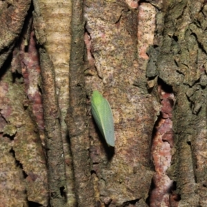 Siphanta acuta at Acton, ACT - 6 May 2022