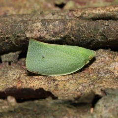 Siphanta acuta at Acton, ACT - 6 May 2022