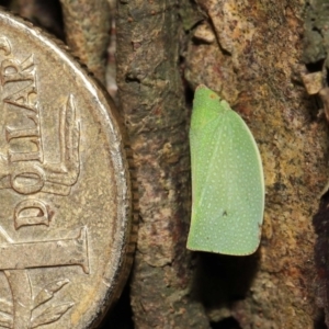 Siphanta acuta at Acton, ACT - 6 May 2022