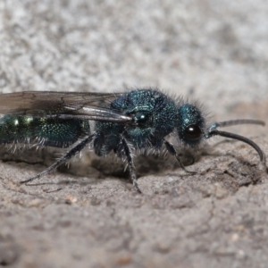 Aglaotilla sp. (genus) at ANBG - 22 Mar 2022