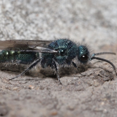 Aglaotilla sp. (genus) (Australian Velvet Ant) at ANBG - 22 Mar 2022 by TimL