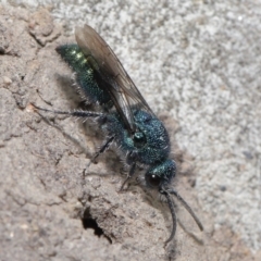 Aglaotilla sp. (genus) at ANBG - 22 Mar 2022 11:31 AM