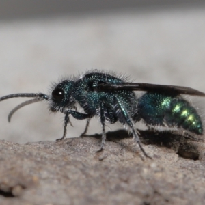 Aglaotilla sp. (genus) at ANBG - 22 Mar 2022