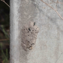 Aglaotilla sp. (genus) at ANBG - 22 Mar 2022