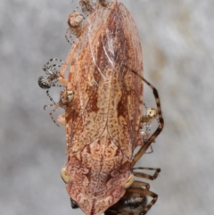 Cryptachaea veruculata (Diamondback comb-footed spider) at Acton, ACT - 22 Mar 2022 by TimL