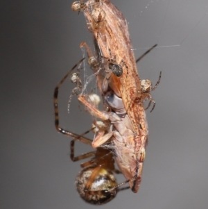 Cryptachaea veruculata at Acton, ACT - 22 Mar 2022