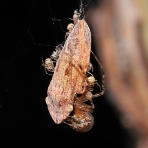 Cryptachaea veruculata at Acton, ACT - 22 Mar 2022