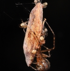 Cryptachaea veruculata at Acton, ACT - 22 Mar 2022