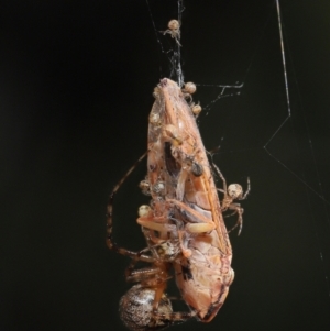 Cryptachaea veruculata at Acton, ACT - 22 Mar 2022