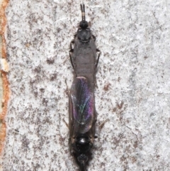 Scatopsidae (family) (Dung midge) at ANBG - 22 Mar 2022 by TimL