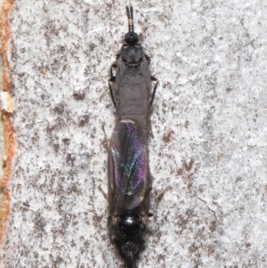 Scatopsidae (family) at Acton, ACT - 22 Mar 2022 11:56 AM