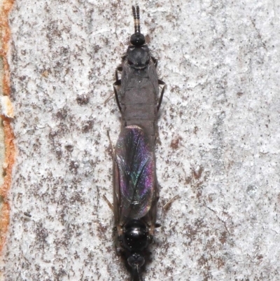 Scatopsidae (family) (Dung midge) at Acton, ACT - 22 Mar 2022 by TimL