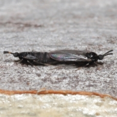 Scatopsidae (family) at Acton, ACT - 22 Mar 2022 11:56 AM