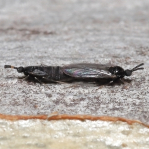 Scatopsidae (family) at Acton, ACT - 22 Mar 2022 11:56 AM