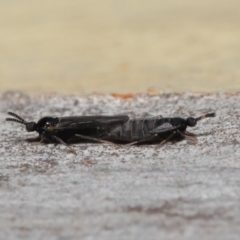 Scatopsidae (family) at Acton, ACT - 22 Mar 2022 11:56 AM