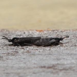 Scatopsidae (family) at Acton, ACT - 22 Mar 2022