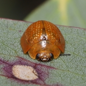 Paropsisterna cloelia at Mount Clear, ACT - 17 Mar 2022