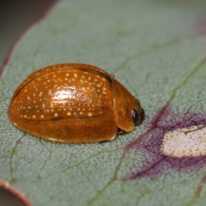 Paropsisterna cloelia at Mount Clear, ACT - 17 Mar 2022