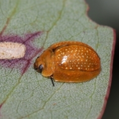 Paropsisterna cloelia at Mount Clear, ACT - 17 Mar 2022