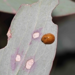 Paropsisterna cloelia at Mount Clear, ACT - 17 Mar 2022