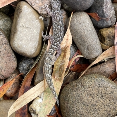 Christinus marmoratus (Southern Marbled Gecko) at Hackett, ACT - 26 Feb 2022 by Louisab