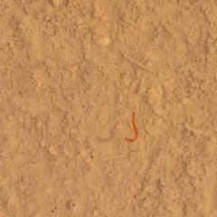 Armandia sp. at Cameron Corner, QLD - 5 May 2022 by AaronClausen