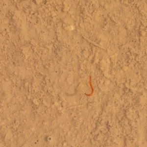 Armandia sp. (TBC) at suppressed by AaronClausen
