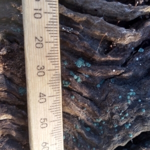 Trichoderma 'green fluffy' at Cooma, NSW - 9 May 2022