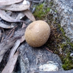 Bovista (A puffball) at Cooma North Ridge Reserve - 9 May 2022 by mahargiani