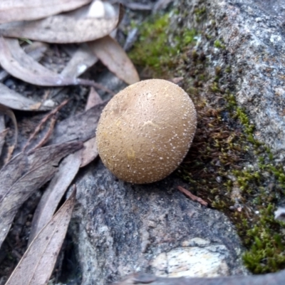 Bovista (A puffball) at Cooma North Ridge Reserve - 9 May 2022 by mahargiani