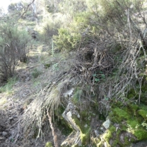 Menura novaehollandiae at Bolaro, NSW - 1 May 2022