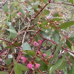 Eucalyptus leucoxylon (Yellow Gum) at Hackett, ACT - 10 May 2022 by cmobbs