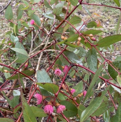 Eucalyptus leucoxylon (Yellow Gum) at Hackett, ACT - 10 May 2022 by cmobbs