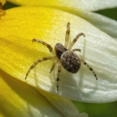 Araneus sp. (genus) (Orb weaver) at QPRC LGA - 9 May 2022 by WHall