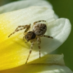 Araneus sp. (genus) at Googong, NSW - 9 May 2022