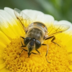 Eristalis tenax (Drone fly) at QPRC LGA - 9 May 2022 by WHall