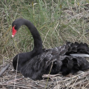 Cygnus atratus at Paddys River, ACT - 10 May 2022