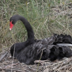 Cygnus atratus (Black Swan) at Paddys River, ACT - 10 May 2022 by TimL
