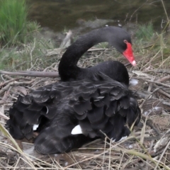 Cygnus atratus at Paddys River, ACT - 10 May 2022